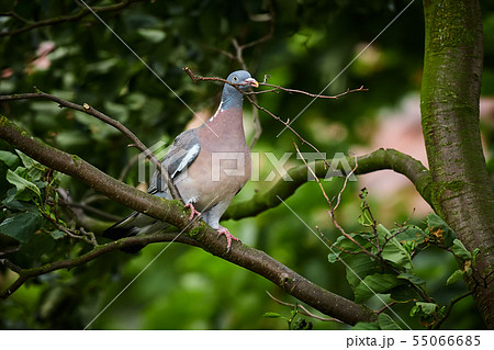 Common Wood Pigeon  (Columba palumbus) 55066685