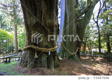 高知県大豊町 杉の大杉 高知県大豊町 杉の大杉 55067006