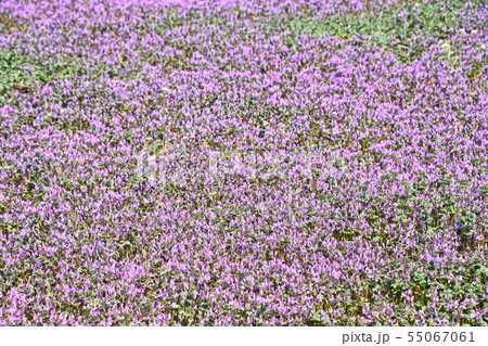 ホトケノザ（仏の座） 55067061