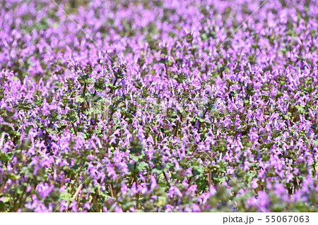 ホトケノザ（仏の座） 55067063