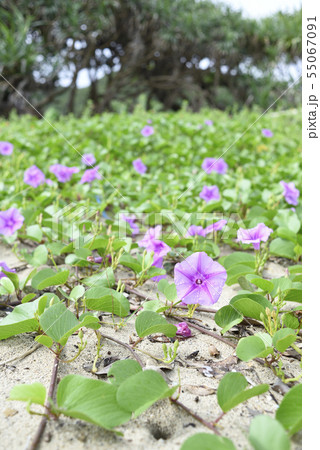 グンバイヒルガオ ヒルガオ科 の写真素材