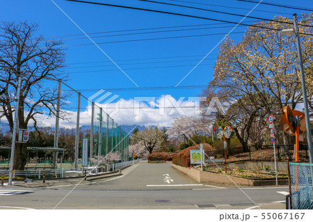 ■ 北杜高校の近く ■ 山梨県 北杜市 ■ 桜満開  55067167