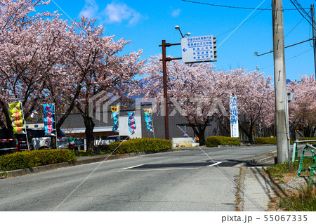 ■ 甲斐市役所敷島庁舎、敷島総合文化会館などの近く ■ 山梨県 甲斐市 敷島町 ■ 桜満開 55067335