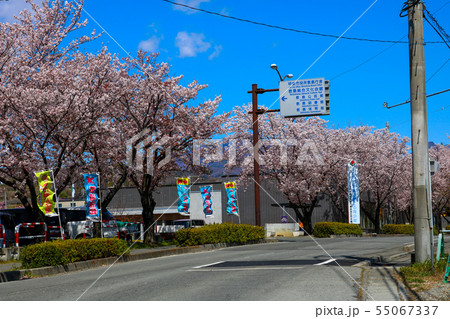 ■ 甲斐市役所敷島庁舎、敷島総合文化会館などの近く ■ 山梨県 甲斐市 敷島町 ■ 桜満開 ■ 甲斐市役所敷島庁舎、敷島総合文化会館などの近く ■ 山梨県 甲斐市 敷島町 ■ 桜満開 55067337