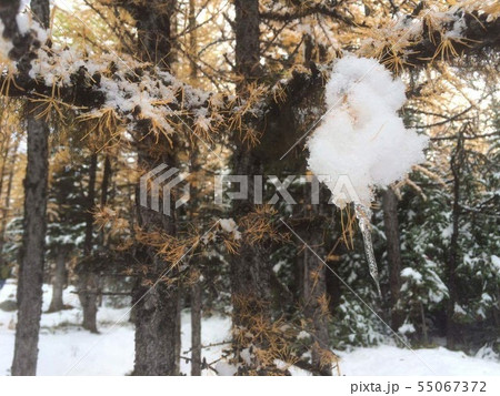 海外雪山登山(Larch Valley) 海外雪山登山(Larch Valley) 55067372