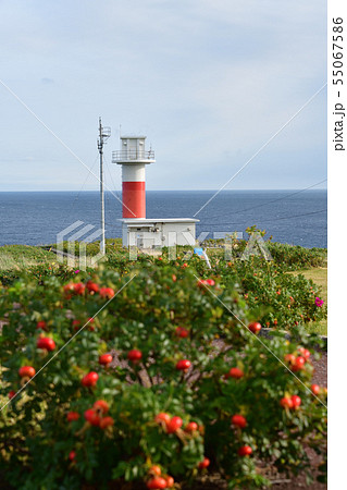 北海道寿都町弁慶岬で弁慶岬灯台の夏の朝の風景を撮影 55067586