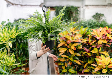 A young woman holding a Nephrolepis plants, fern, chooses a plant for the house. Hiding behind him 55067873