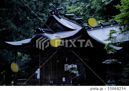 ヒメボタルの乱舞 ヒメボタルの乱舞 55068254