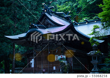 ヒメボタルの乱舞 55068258