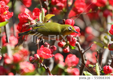 メジロ メジロ 55068306