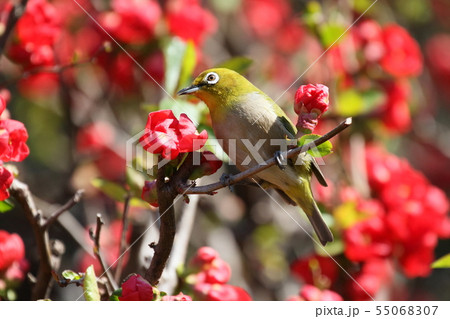 メジロ メジロ 55068307