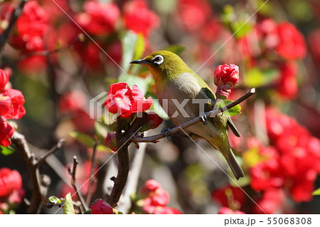 メジロ メジロ 55068308