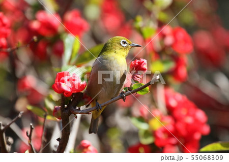 メジロ メジロ 55068309