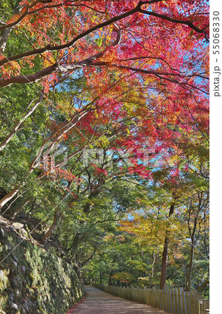 秋色永源寺 55068330