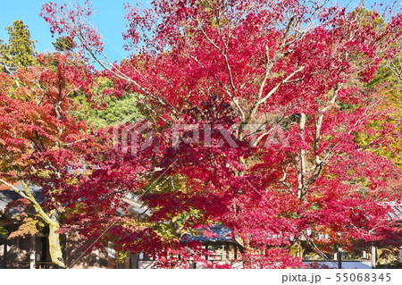 秋色永源寺 55068345