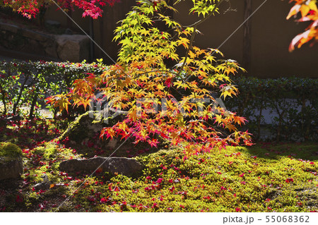 秋色永源寺 55068362