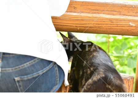 猫・野良猫・錆柄・クロちゃん・可愛い・寛ぐ・のんびり・育児・一休み・息抜き 猫・野良猫・錆柄・クロちゃん・可愛い・寛ぐ・のんびり・育児・一休み・息抜き 55068491
