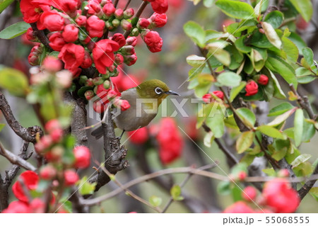 メジロ メジロ 55068555