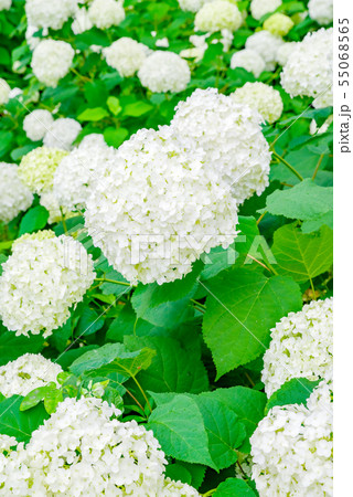 一面に咲きほこる白い紫陽花 群馬県下仁田あじさい園 の写真素材