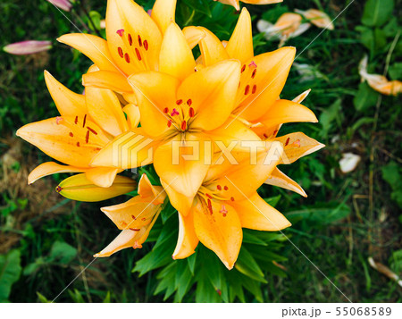 ハンターマウンテンゆりパーク(栃木県那須塩原市) ハンターマウンテンゆりパーク(栃木県那須塩原市) 55068589