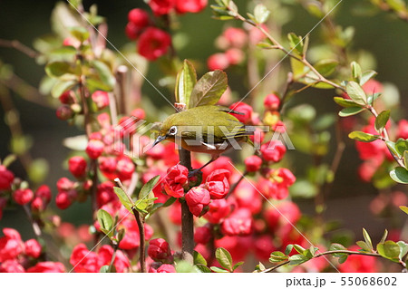 メジロ メジロ 55068602