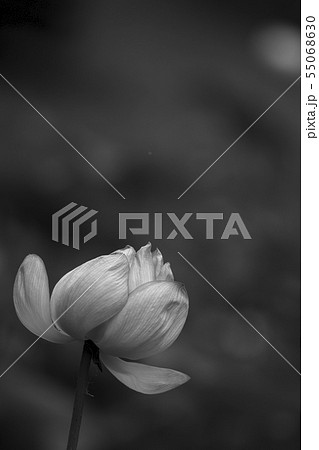 大賀ハス 55068630