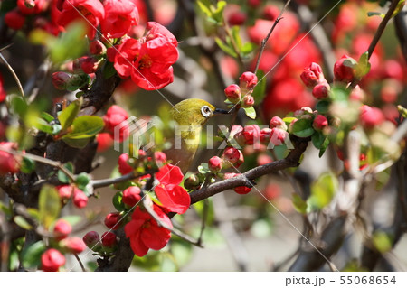 メジロ メジロ 55068654