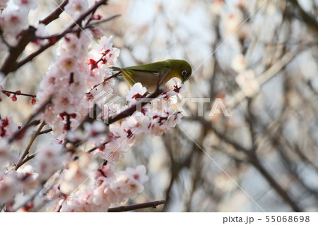 メジロ メジロ 55068698