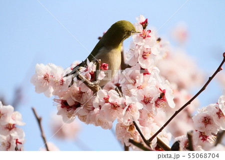 メジロ メジロ 55068704