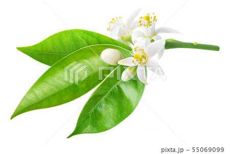 Orange branch with flowers Orange branch with flowers 55069099