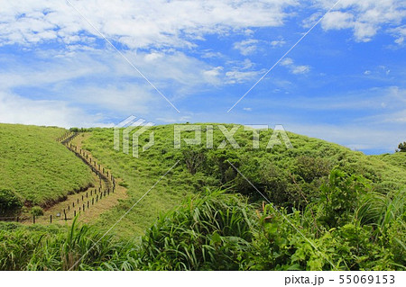 南伊豆　ユウスゲ公園 55069153