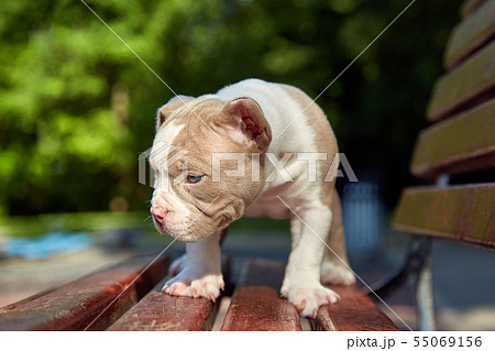 Cute puppy American Bulli sits on a wooden bench in flowering beautiful multi-colored trees in the Cute puppy American Bulli sits on a wooden bench in flowering beautiful multi-colored trees in the 55069156