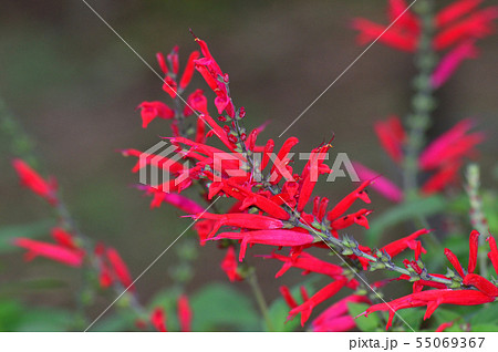 サルビアの一種と推定される植物の赤い花を撮影した写真 55069367
