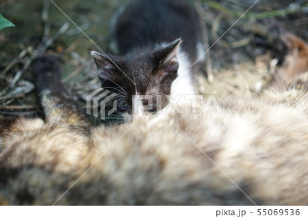 猫・野良猫・錆柄・さびちゃん・子猫・子供・六月・可愛い・ご飯・親子 55069536