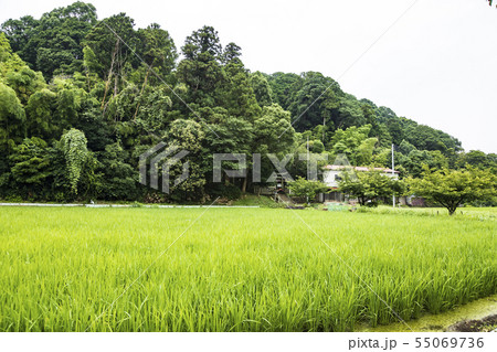 舞岡八幡宮(梅雨) 舞岡八幡宮(梅雨) 55069736