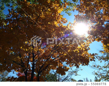 木漏れ日 55069778