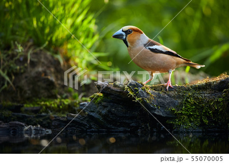 The hawfinch (Coccothraustes coccothraustes) The hawfinch (Coccothraustes coccothraustes) 55070005