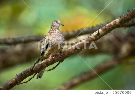 The Inca dove or Mexican dove (Columbina inca). 55070006
