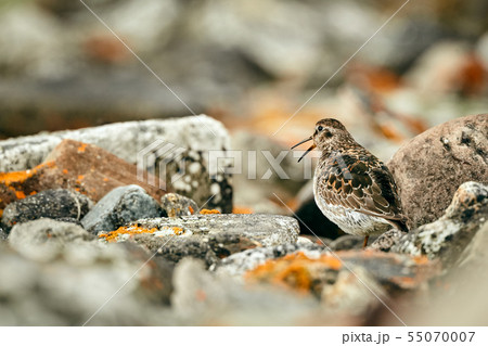 Purple Sandpiper (Calidris maritima) Purple Sandpiper (Calidris maritima) 55070007