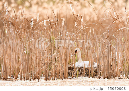 Beautiful picture of Swans - Cygnus cygnus Beautiful picture of Swans - Cygnus cygnus 55070008
