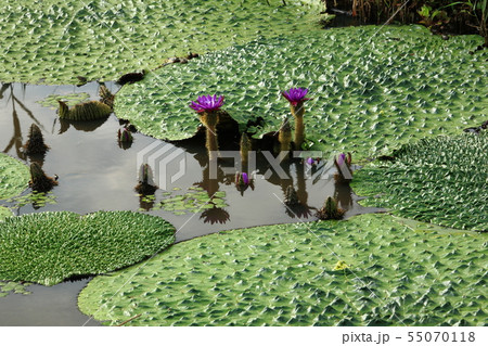 福島潟のオニバス 福島潟のオニバス 55070118
