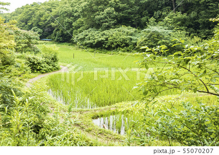 舞岡(梅雨) 舞岡(梅雨) 55070207