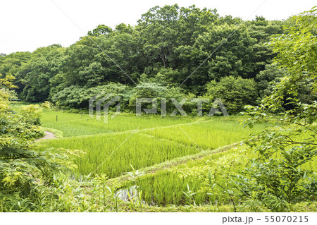 舞岡(梅雨) 舞岡(梅雨) 55070215