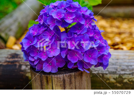 和風イメージ「紫陽花」 和風イメージ「紫陽花」 55070729