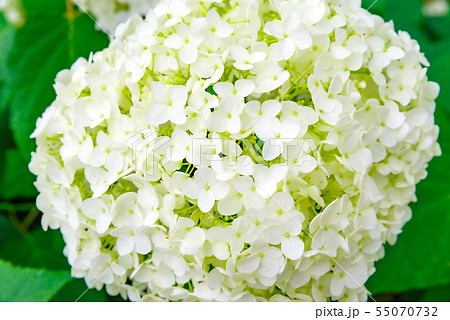白い紫陽花 群馬下仁田あじさい園 の写真素材