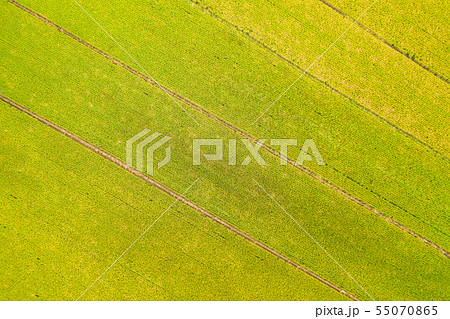 Landscape View of Guandu Plain,稻田,田原,植物,農作物,台北,台灣 55070865