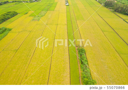 Landscape View of Guandu Plain,稻田,田原,植物,農作物,台北,台灣 55070866