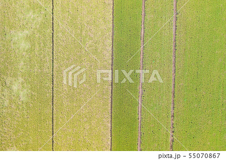Landscape View of Guandu Plain,稻田,田原,植物,農作物,台北,台灣 55070867