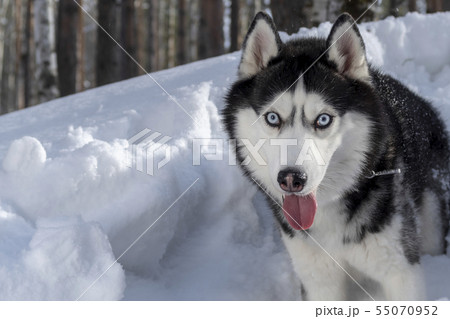 Siberian husky dog portrait Siberian husky dog portrait 55070952