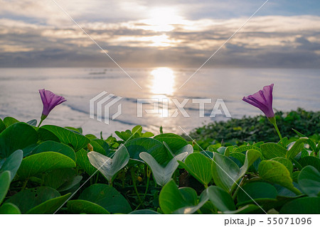 宮古島・海岸に咲くハマヒルガオとピンクの花びら 55071096